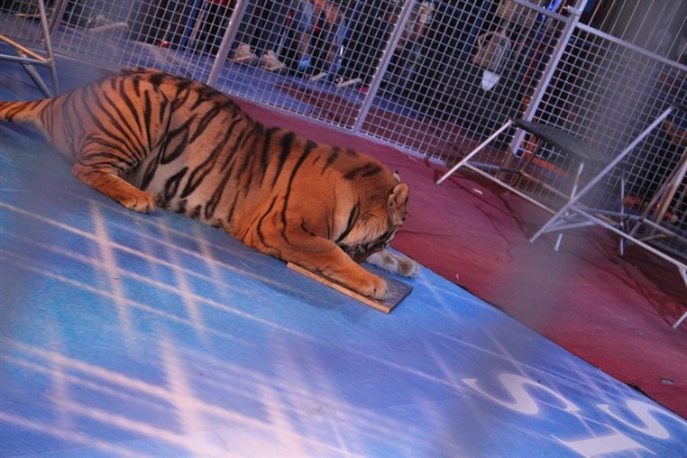 Atlantis Circus